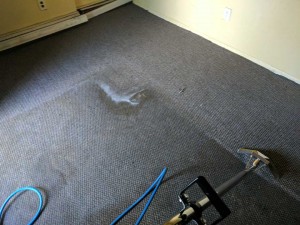 Carpet-Cleaning8